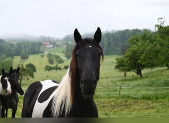 Noriker, Stute, 3 Jahre