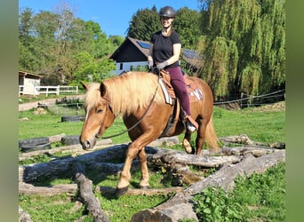 Noriker, Stute, 4 Jahre, 155 cm, Fuchs