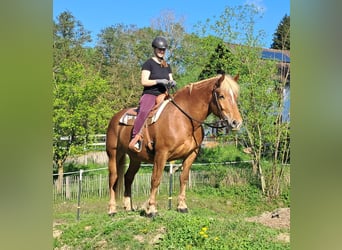 Noriker, Stute, 4 Jahre, 155 cm, Fuchs