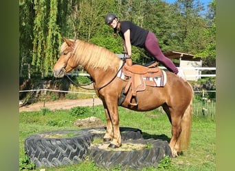 Noriker, Stute, 4 Jahre, 155 cm, Fuchs