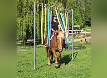 Noriker, Stute, 4 Jahre, 155 cm, Fuchs