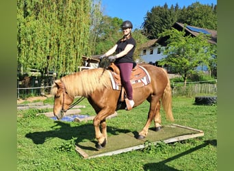 Noriker, Stute, 4 Jahre, 155 cm, Fuchs