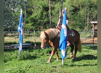 Noriker, Stute, 4 Jahre, 155 cm, Fuchs