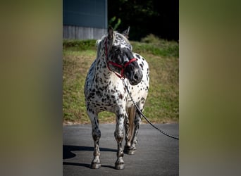 Noriker, Stute, 4 Jahre, 155 cm, Tigerschecke