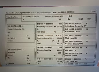 Noriker, Stute, 4 Jahre, 158 cm