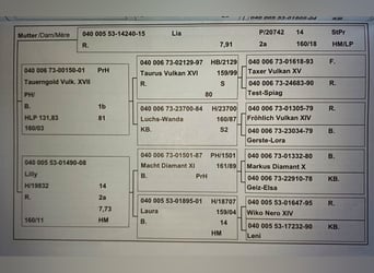 Noriker, Stute, 4 Jahre, 158 cm