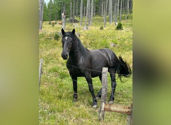 Noriker, Stute, 4 Jahre, 161 cm, Rappe