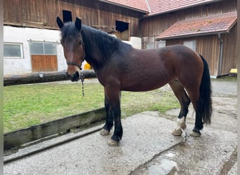Noriker, Stute, 4 Jahre, 163 cm, Brauner