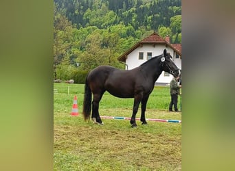 Noriker, Stute, 4 Jahre, 164 cm, Rappe