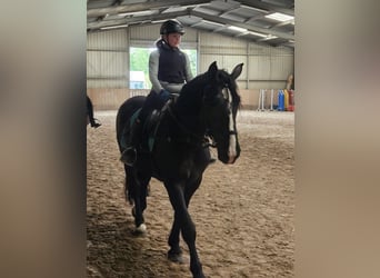 Noriker, Stute, 4 Jahre, 164 cm, Rappe