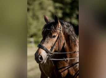 Noriker, Stute, 4 Jahre, 165 cm, Brauner