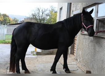 Noriker, Stute, 4 Jahre