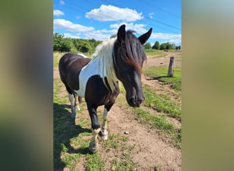 Noriker, Stute, 5 Jahre, 152 cm, Schecke