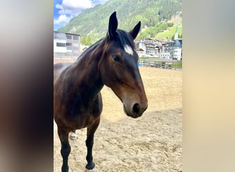 Noriker, Stute, 5 Jahre, 156 cm, Brauner