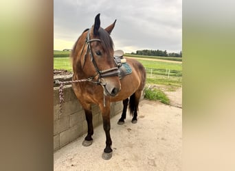 Noriker, Stute, 5 Jahre, 162 cm, Brauner