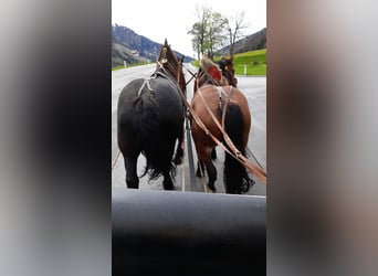 Noriker, Stute, 5 Jahre, 162 cm