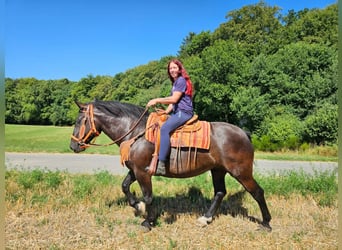 Noriker, Stute, 5 Jahre, 162 cm, Rappe