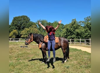 Noriker, Stute, 5 Jahre, 162 cm, Rappe