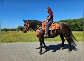 Noriker, Stute, 5 Jahre, 162 cm, Rappe