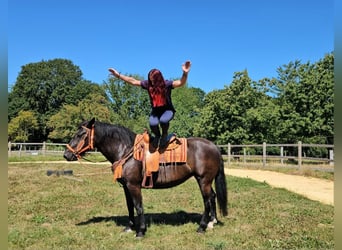 Noriker, Stute, 5 Jahre, 162 cm, Rappe