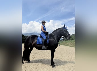 Noriker, Stute, 5 Jahre, 162 cm, Rappe