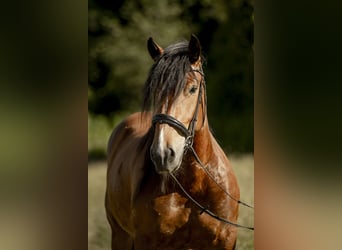 Noriker, Stute, 5 Jahre, 165 cm, Brauner