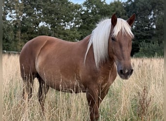 Noriker, Stute, 5 Jahre, 166 cm, Dunkelfuchs