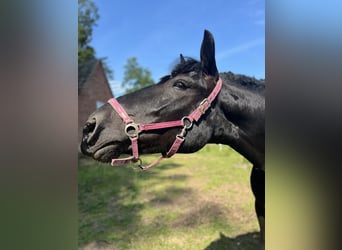 Noriker, Stute, 6 Jahre, 156 cm, Rappe