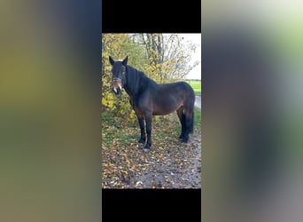 Noriker, Stute, 6 Jahre, 161 cm, Dunkelbrauner