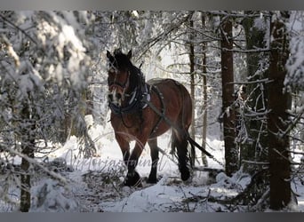 Noriker, Stute, 6 Jahre, 162 cm, Brauner