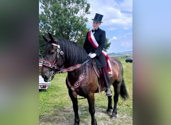 Noriker, Stute, 6 Jahre, 165 cm, Rappe