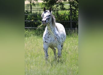 Noriker, Stute, 7 Jahre, 157 cm, Tigerschecke