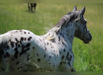 Noriker, Stute, 7 Jahre, 157 cm, Tigerschecke