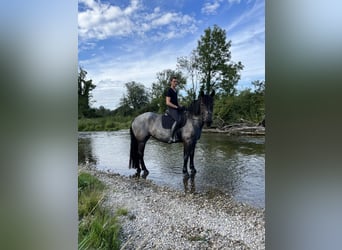 Noriker, Stute, 7 Jahre, 160 cm, Blauschimmel