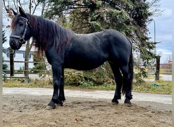 Noriker, Stute, 7 Jahre, 161 cm, Rappe