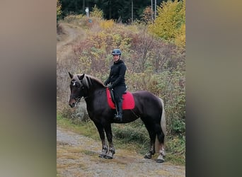 Noriker, Stute, 7 Jahre, 163 cm, Fuchs