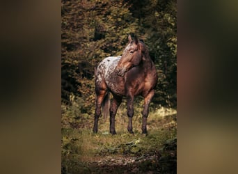 Noriker, Stute, 7 Jahre, 164 cm, Tigerschecke