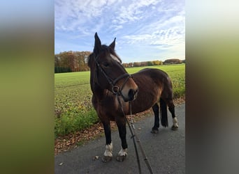 Noriker, Stute, 8 Jahre, 154 cm, Brauner