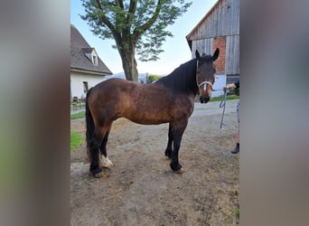 Noriker, Stute, 8 Jahre, 160 cm, Brauner