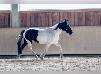 Noriker, Stute, 8 Jahre, 160 cm, Schecke