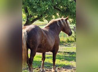 Noriker, Stute, 8 Jahre, 163 cm, Dunkelbrauner