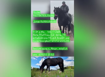 Noriker, Stute, 8 Jahre, 165 cm, Rappe