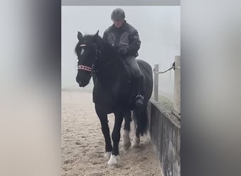 Noriker, Stute, 8 Jahre, 165 cm, Rappe