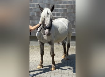 Noriker, Stute, 8 Jahre, 165 cm, Schimmel