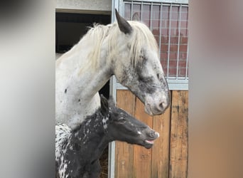 Noriker, Stute, 8 Jahre, 165 cm, Schimmel