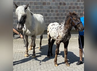 Noriker, Stute, 8 Jahre, 165 cm, Schimmel