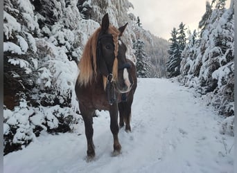 Noriker, Stute, 8 Jahre, Dunkelfuchs