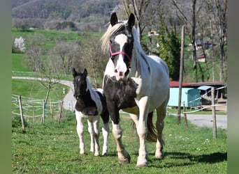 Noriker, Stute, 8 Jahre