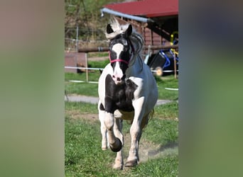 Noriker, Stute, 8 Jahre