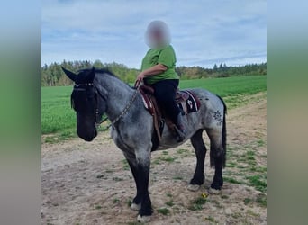 Noriker, Stute, 9 Jahre, 158 cm, Blauschimmel